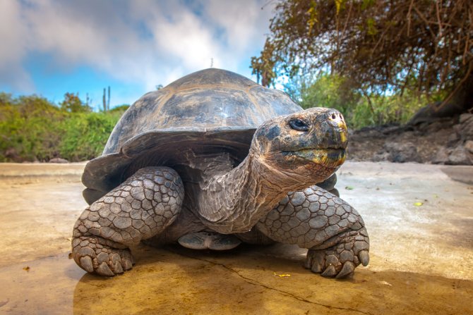 Large Galapagos tortoise