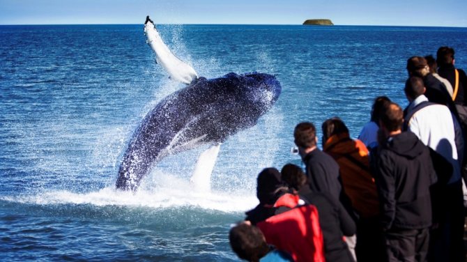 Горбатые киты в исландии