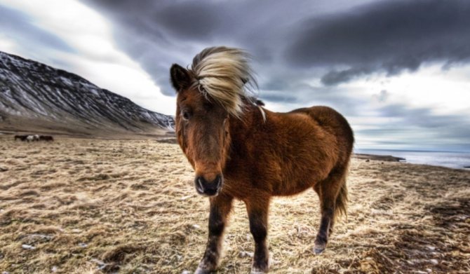 Icelandic horse breed