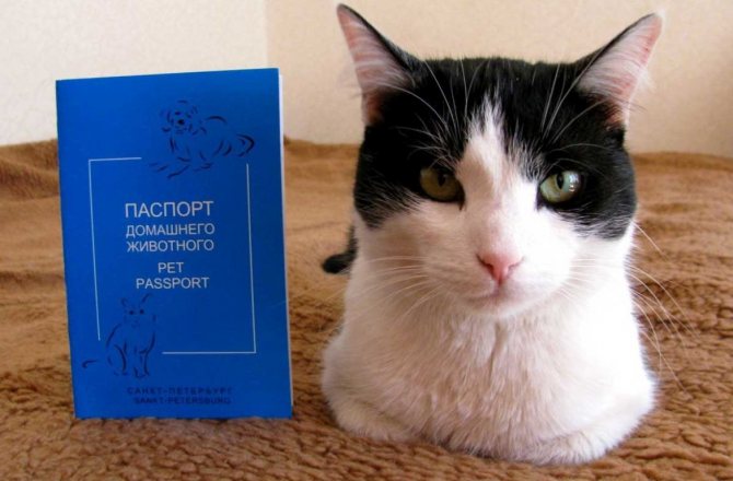International veterinary passport