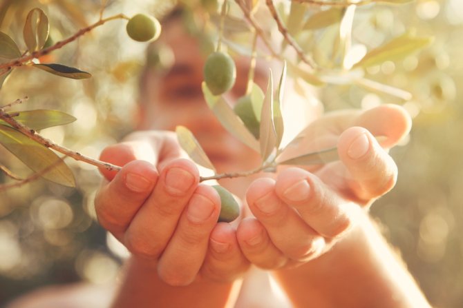 You can get a job as an olive picker for one or more seasons