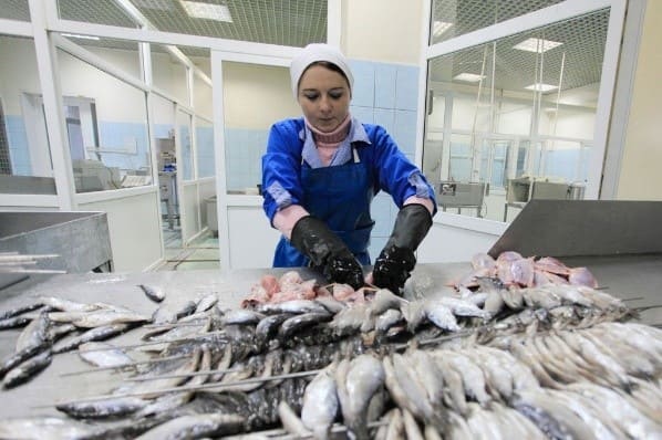 Working at a fish factory