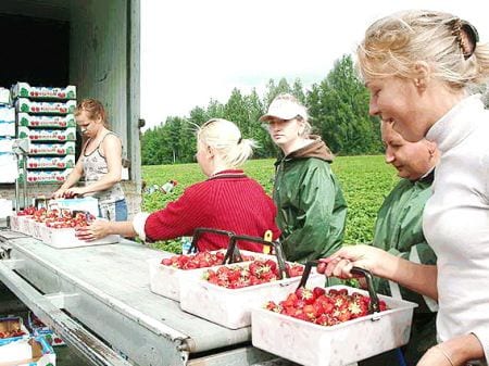 Berry picking in Finland